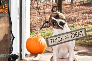 Halloween Can Be a Scary Holiday for Your Pet
