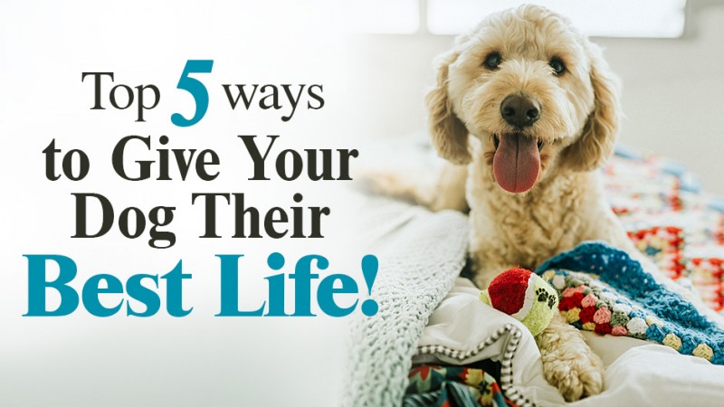 Top 5 Ways to Give Your Dog Their Best Life! (*HINT: Pay Special Attention to #5!)