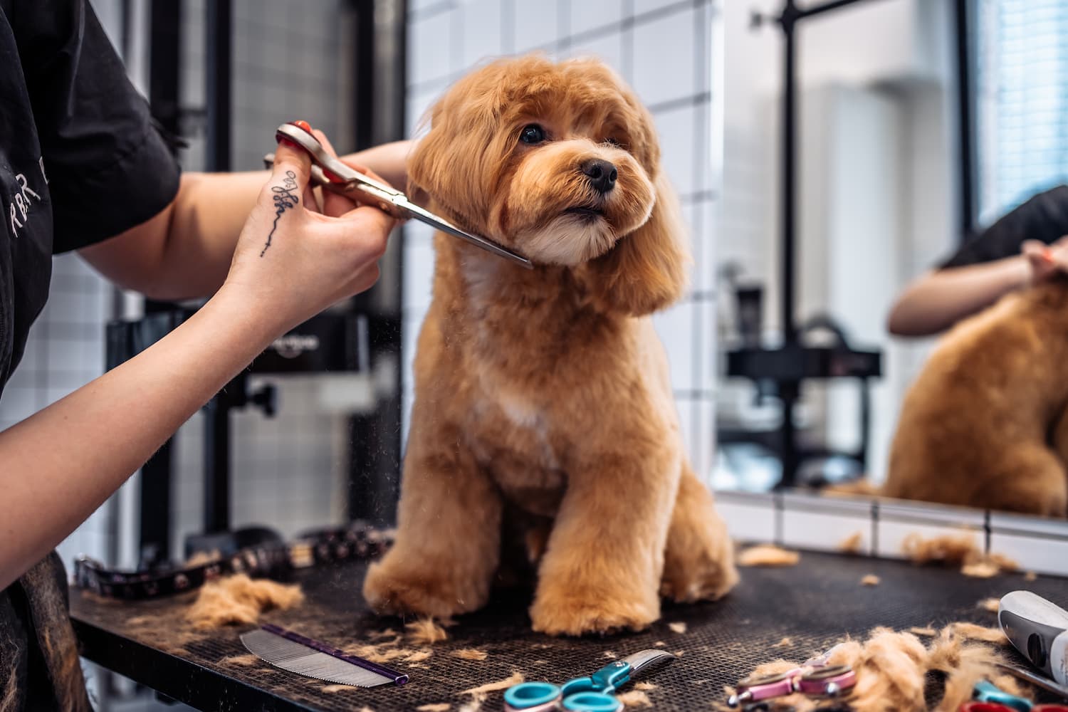 team member with a dog