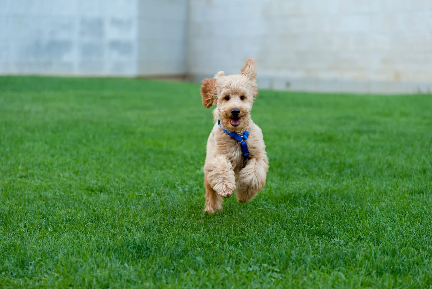 A small, tan curly-haired dog wearing a blue harness running across a green lawn.