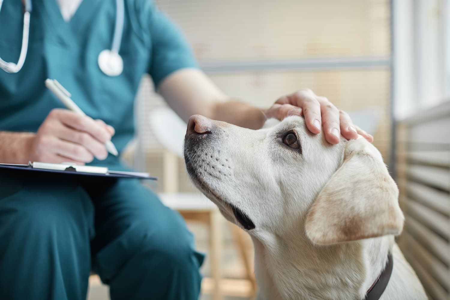 team member with a dog